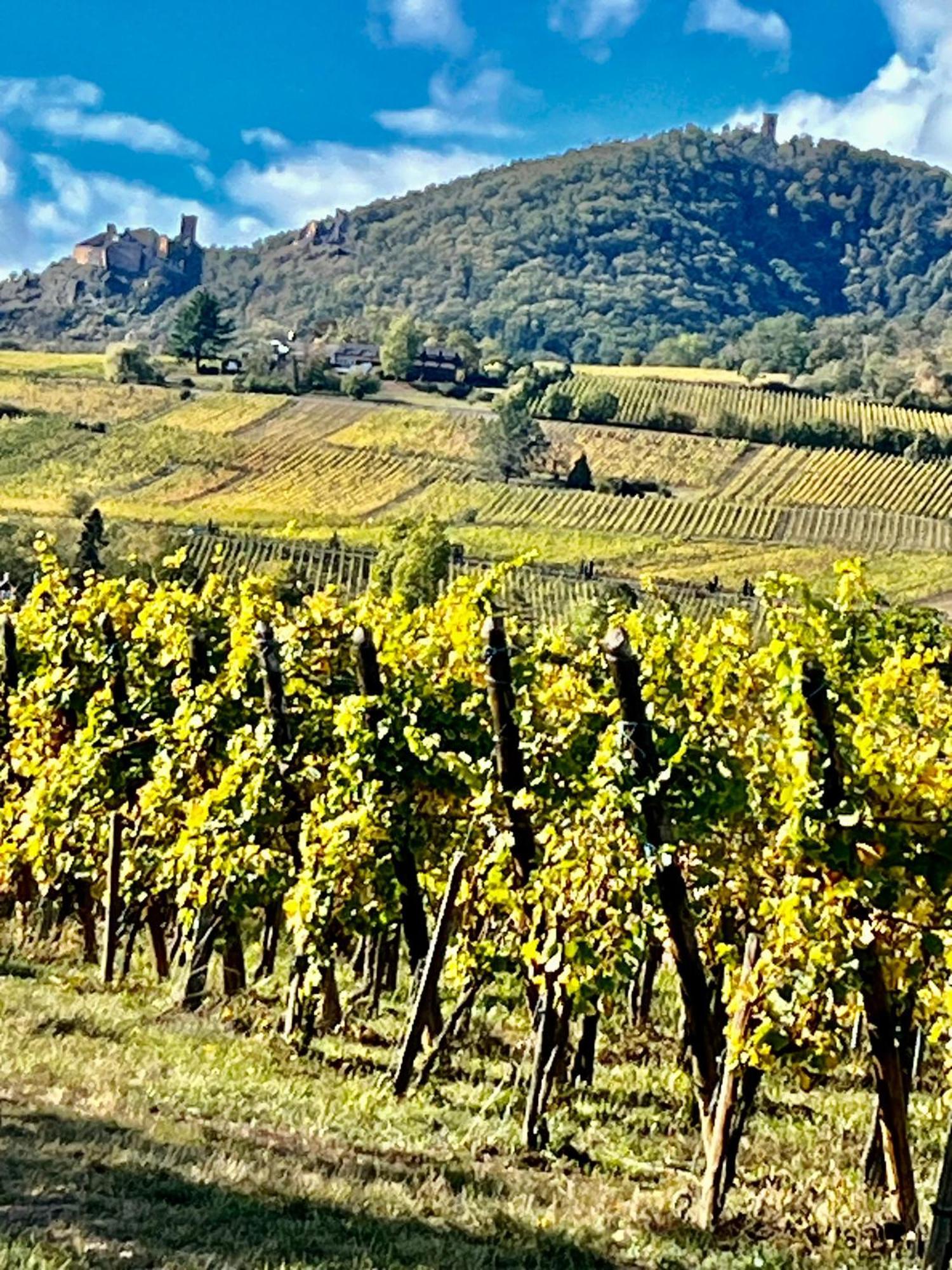 Maison Independante De Montagne En Alsace Bellefosse Eksteriør bilde