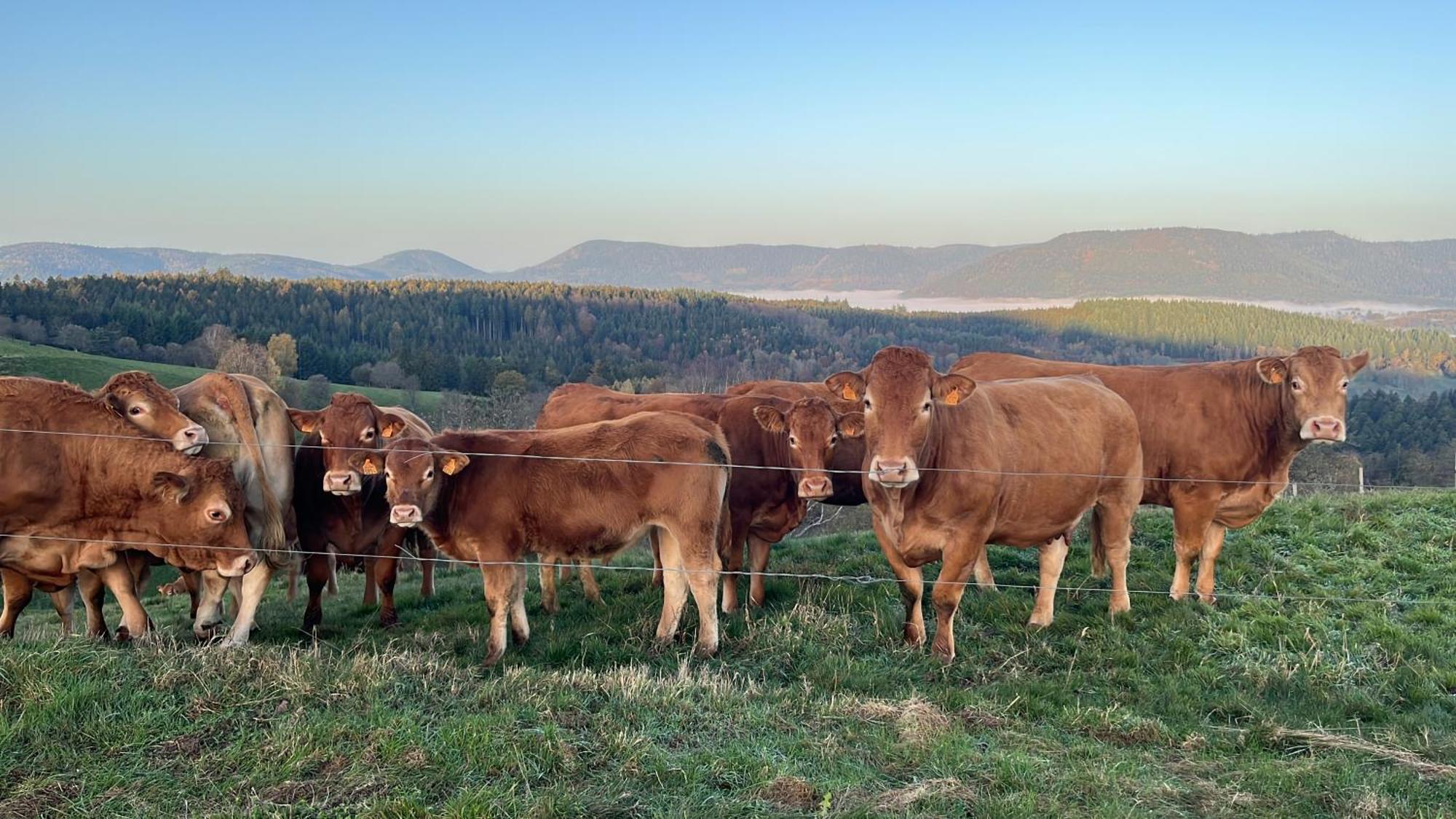 Maison Independante De Montagne En Alsace Bellefosse Eksteriør bilde