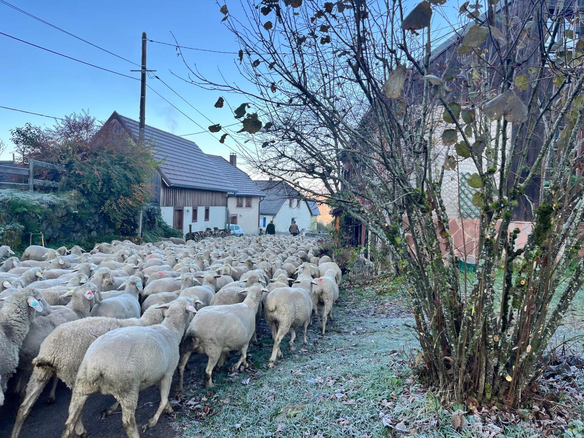 Maison Independante De Montagne En Alsace Bellefosse Eksteriør bilde