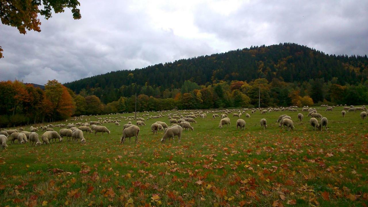Maison Independante De Montagne En Alsace Bellefosse Eksteriør bilde
